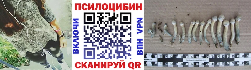 Псилоцибиновые грибы Psilocybe Шахунья
